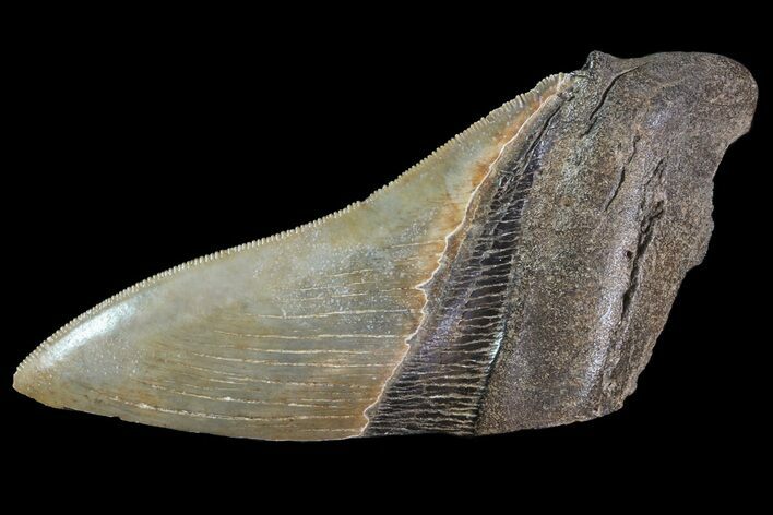 Serrated, Fossil Megalodon Tooth Paper Weight #70531